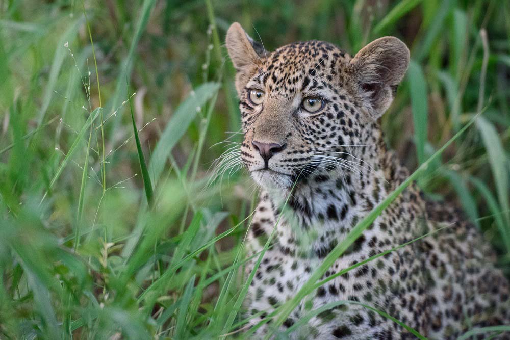 Mike Palmer Nottins Cub Mike Palmer Nottins Cub