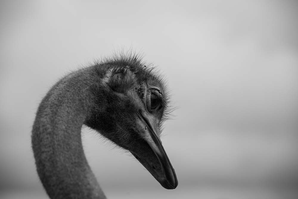 Mike Palmer Ostrich Close Up Mike Palmer Ostrich Close Up