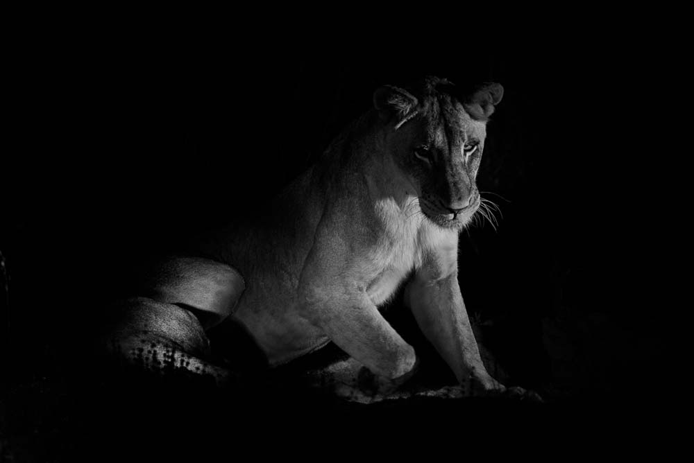 Mike Palmer Split Lioness 2 Mike Palmer Split Lioness 2