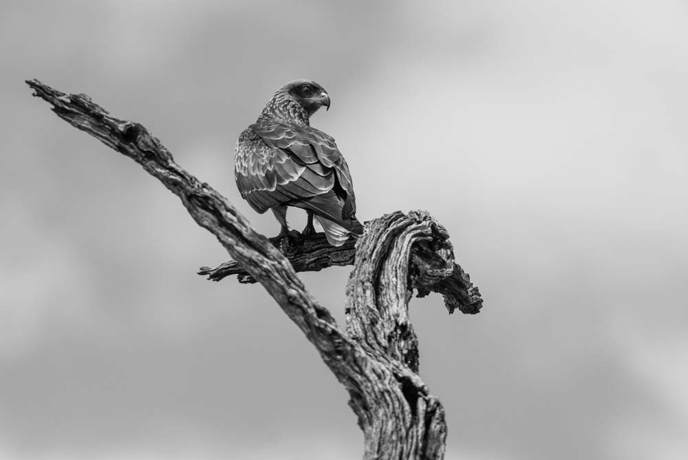 Mike Palmer Steppe Buzzard Mike Palmer Steppe Buzzard