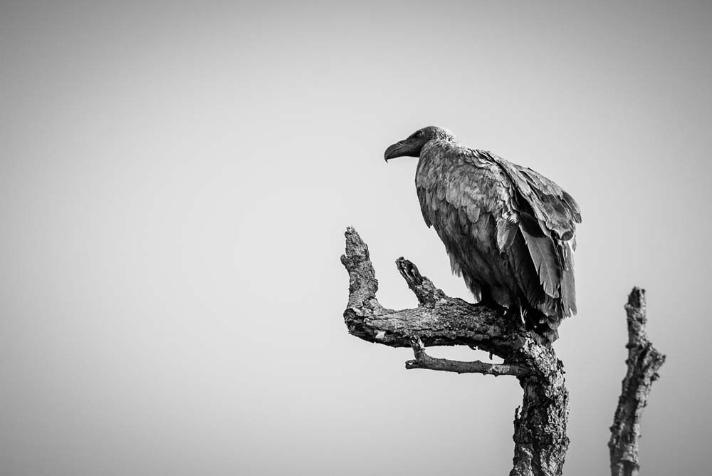 Mike Palmer Vulture 1 Mike Palmer Vulture 1
