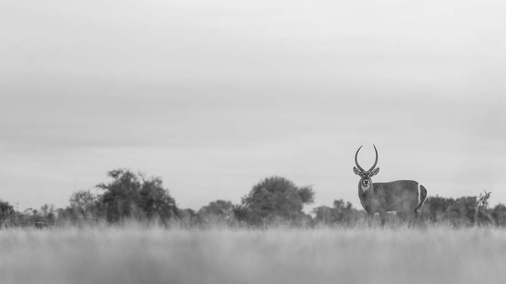 Mike Palmer Waterbuck 11 Mike Palmer Waterbuck 11