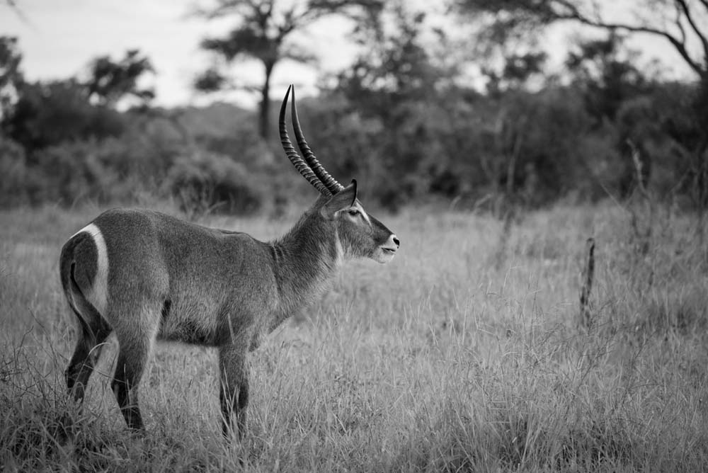 Mike Palmer Waterbuck Mike Palmer Waterbuck