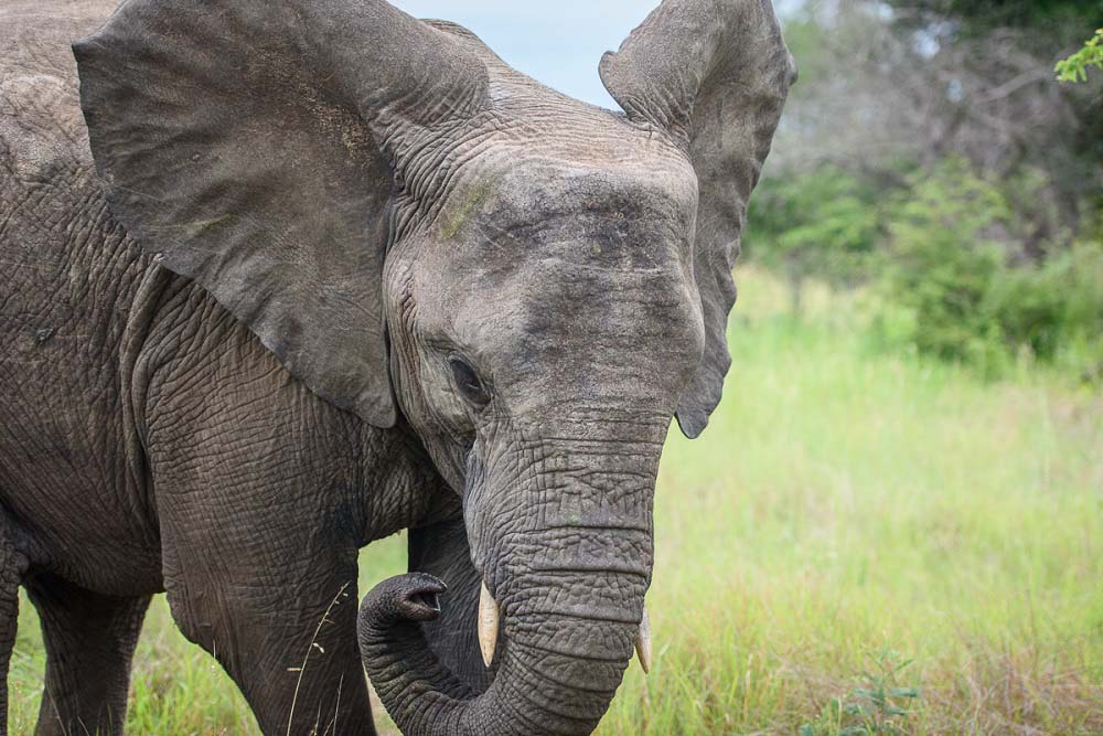 Mike Palmer Young Ellie 1