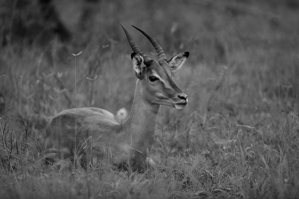 Mike Palmer Young Impala Mike Palmer Young Impala