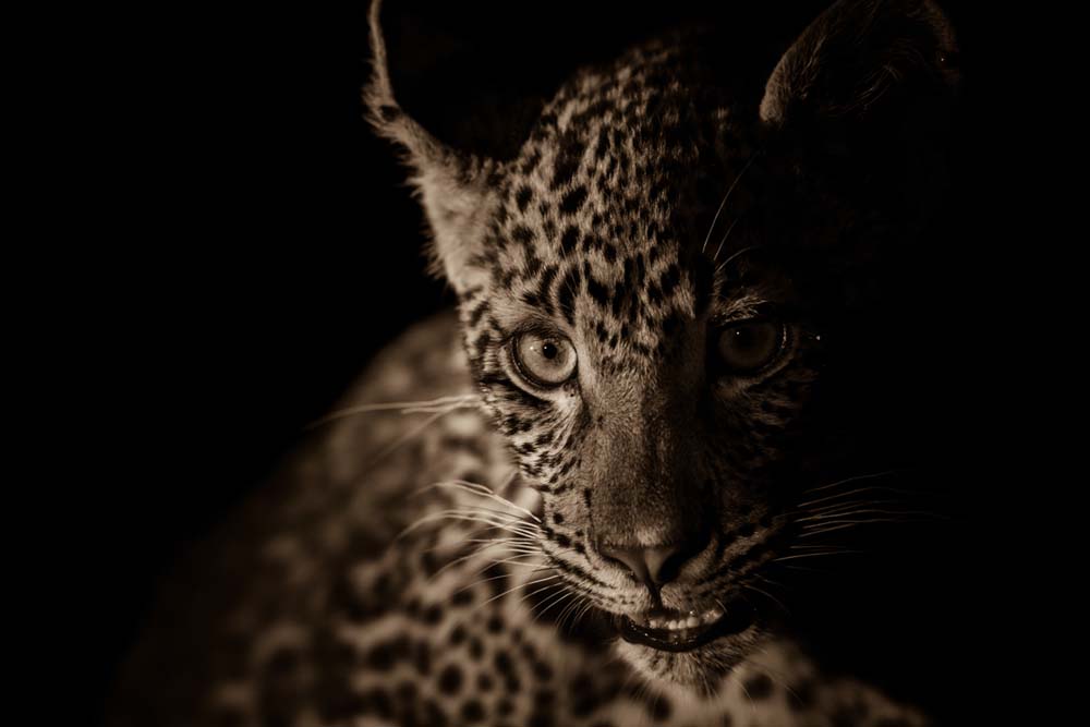 Nottins Cub 02