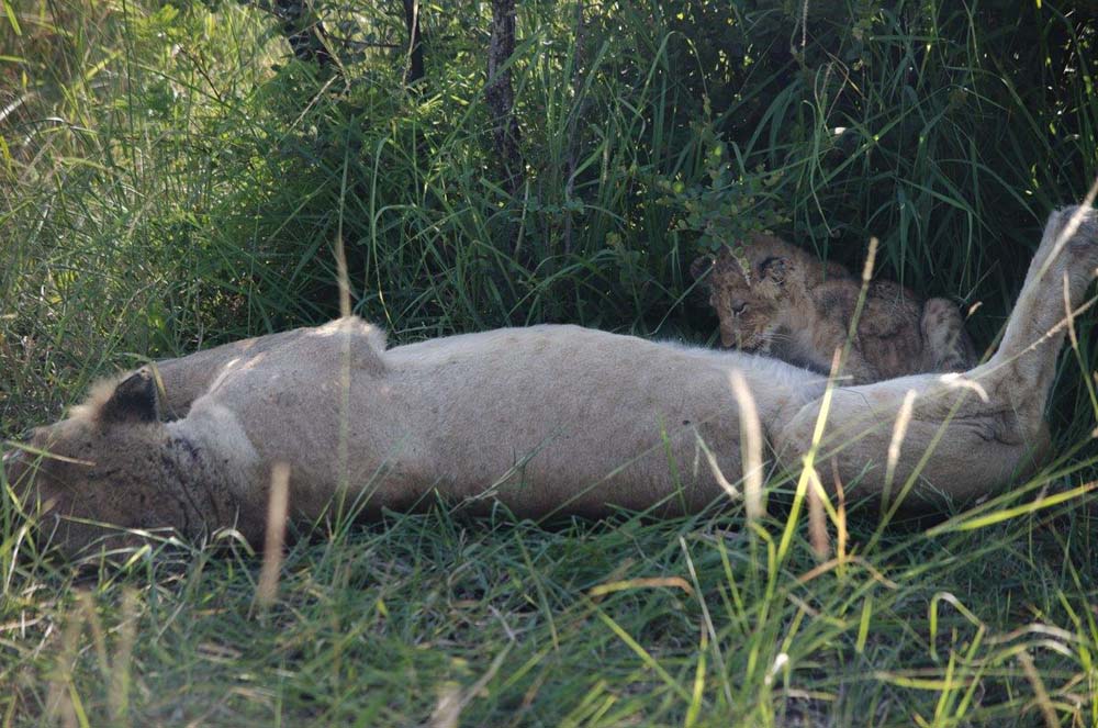 Steve WB SP Steve WB SP