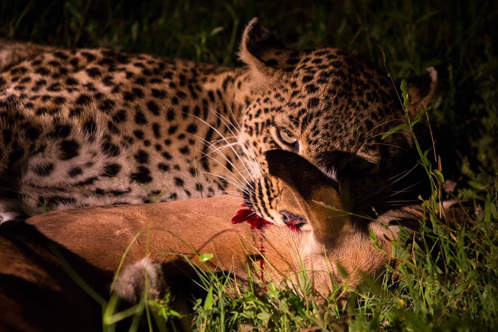 it’s all about the leopards (part 2) | Sabi Sabi Private Game Reserve Blog