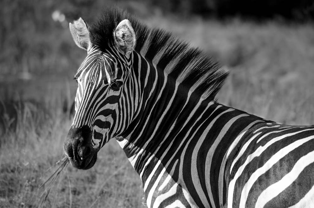 010Steve MM Zebra 010Steve MM Zebra