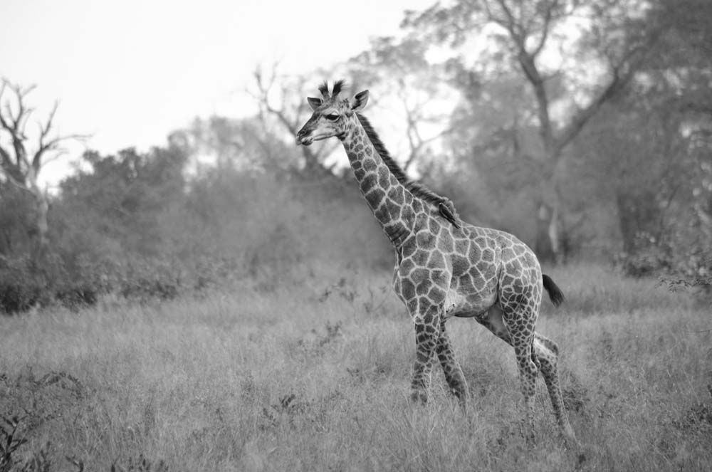 03Steve MM Giraffe Calf 03Steve MM Giraffe Calf