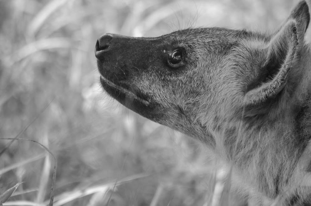 04Steve MM Hyena 04Steve MM Hyena