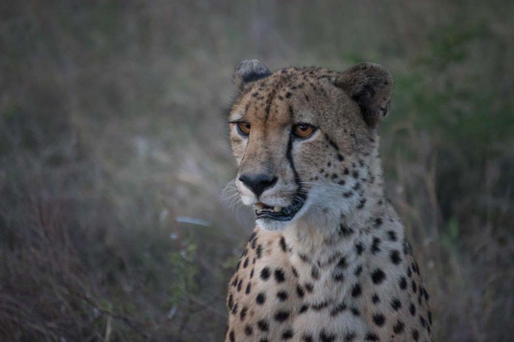 05Courtney Dalziel Male Cheetah 05Courtney Dalziel Male Cheetah