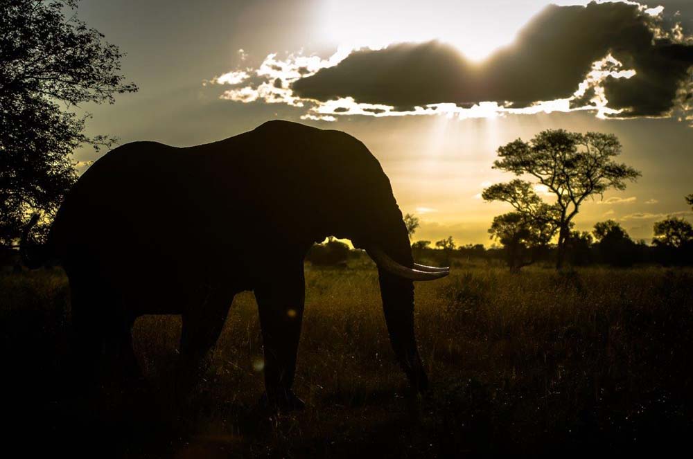 08Mike L Elephant 12