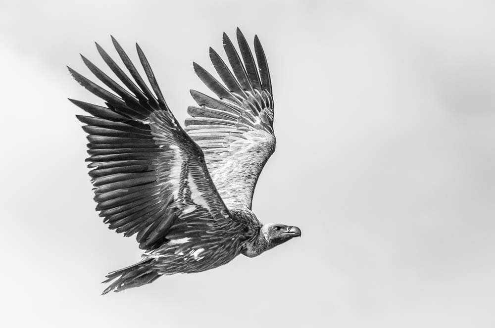 09Steve MM Vulture 09Steve MM Vulture