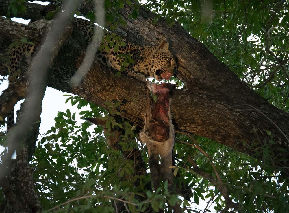 Courtney Dalziel Hlambi Leopards