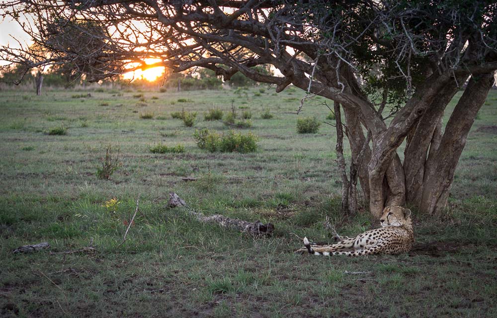 Kosie Lategn Cheetah 2 Blog