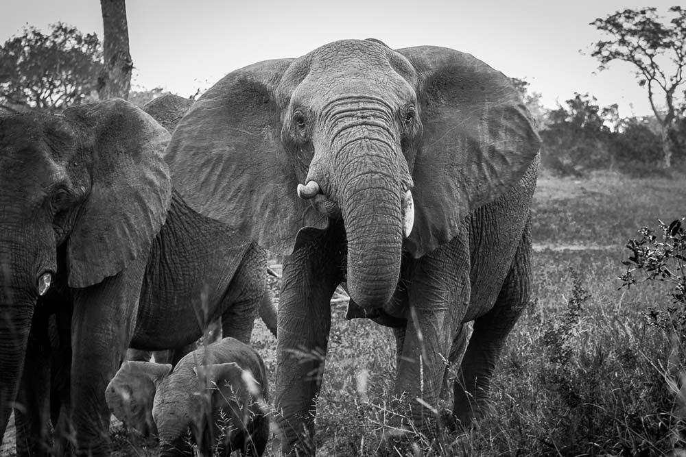Kosie Lategn Elephant Blog2 Kosie Lategn Elephant Blog2