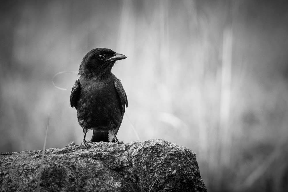Mike Palmer Drongo Mike Palmer Drongo