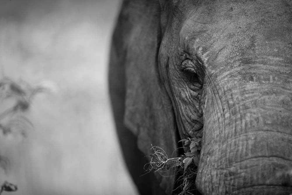 Mike Palmer Elephant 2 Mike Palmer Elephant 2