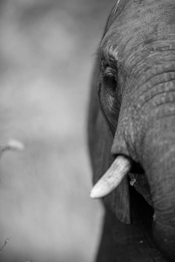Mike Palmer Elephant 3 Mike Palmer Elephant 3