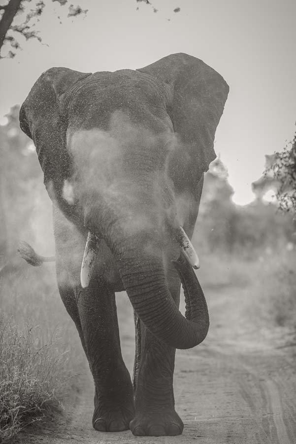 Mike Palmer Elephant Bull Mike Palmer Elephant Bull