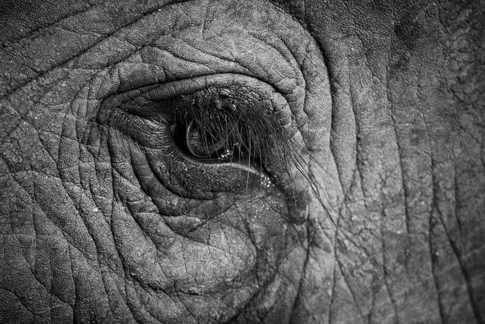 Mike Palmer Elephant Eye Mike Palmer Elephant Eye