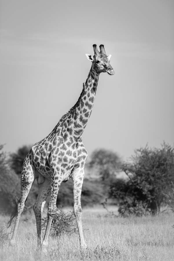 Mike Palmer Giraffe Mike Palmer Giraffe
