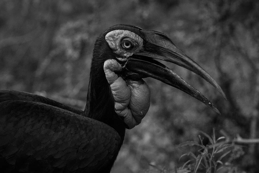 Mike Palmer Ground Hornbill Mike Palmer Ground Hornbill
