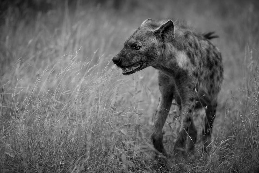 Mike Palmer Hyena Portrait Mike Palmer Hyena Portrait