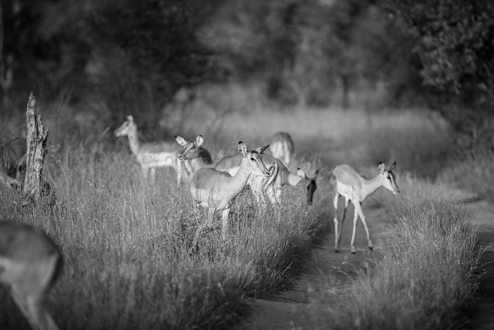 Mike Palmer Impala Herd Mike Palmer Impala Herd