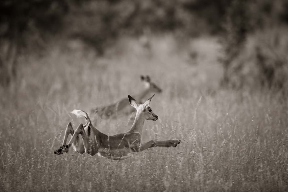 Mike Palmer Impala Stot Mike Palmer Impala Stot