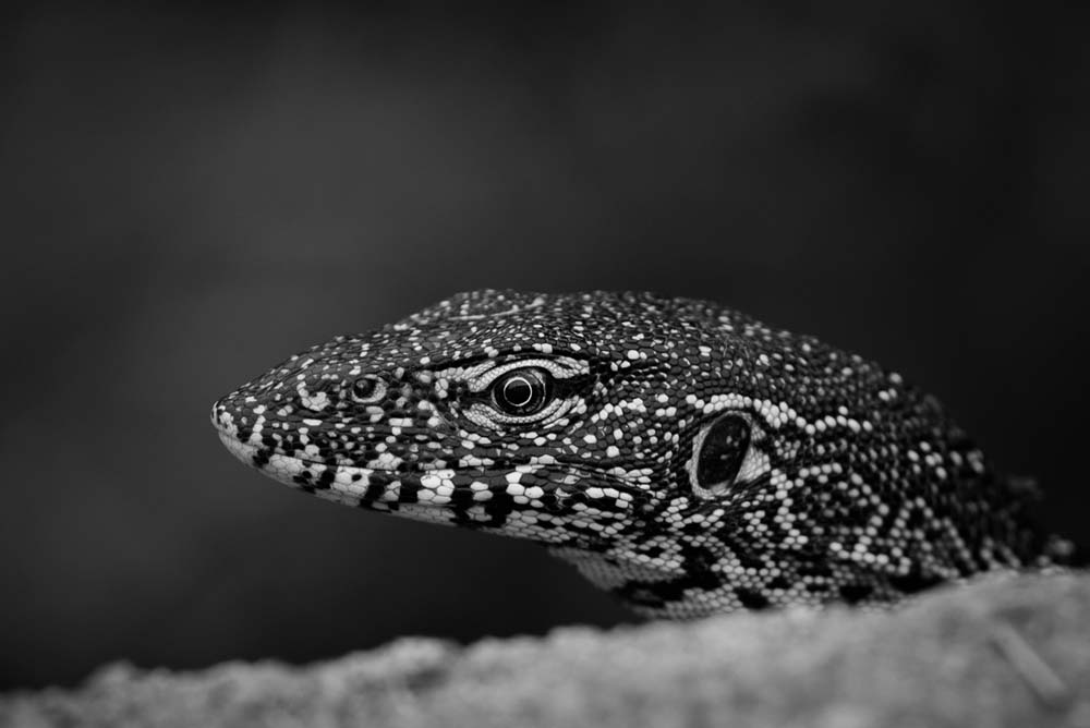 Mike Palmer Monitor Lizard Portrait Mike Palmer Monitor Lizard Portrait