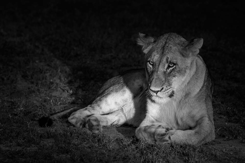 Mike Palmer Split Lioness Mike Palmer Split Lioness
