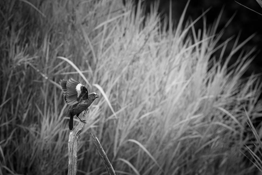 Mike Palmer Thick Billed Weaver Mike Palmer Thick Billed Weaver