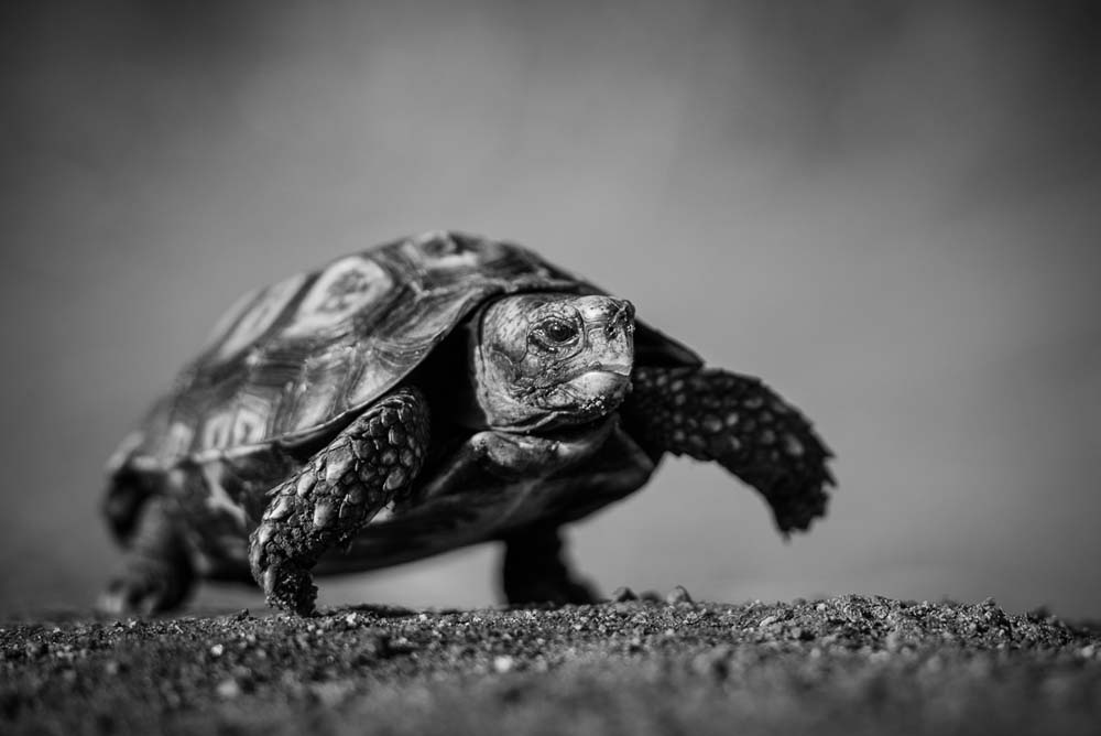 Mike Palmer Tortoise Mike Palmer Tortoise