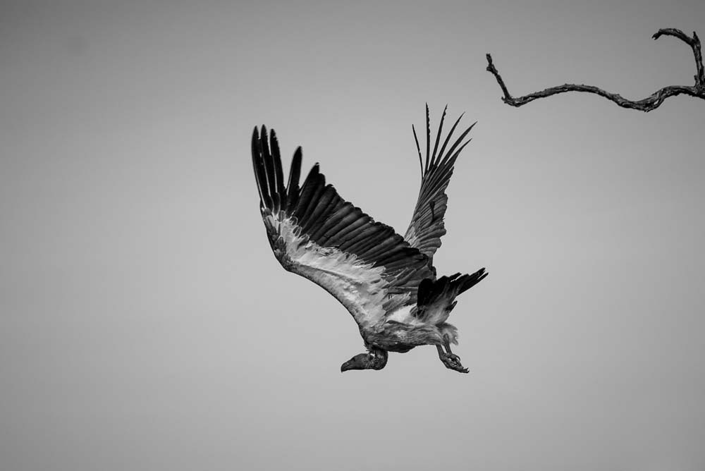 Mike Palmer Vulture Flight Mike Palmer Vulture Flight