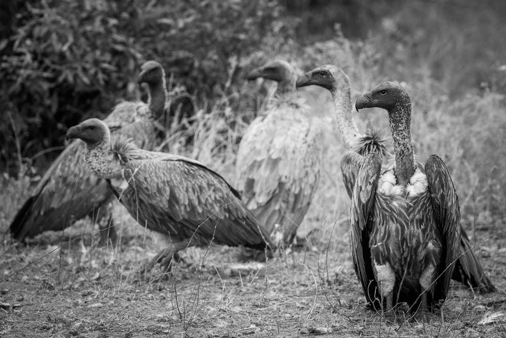 Mike Palmer Vultures 2 Mike Palmer Vultures 2