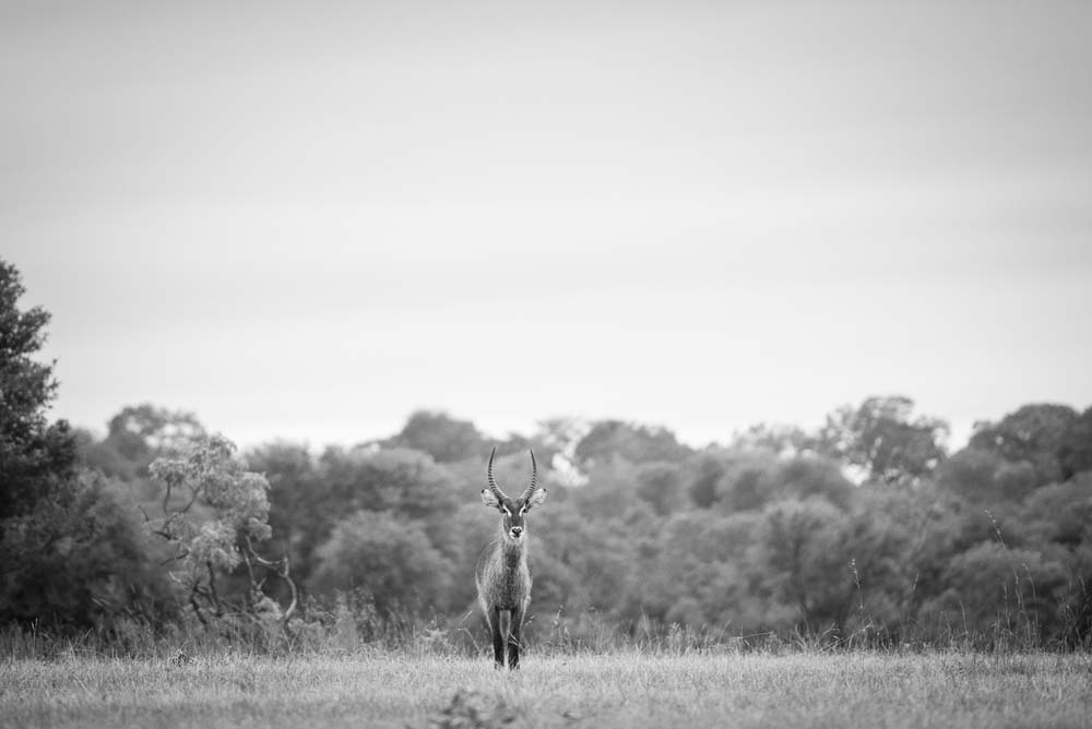 Mike Palmer Waterbuck Mike Palmer Waterbuck