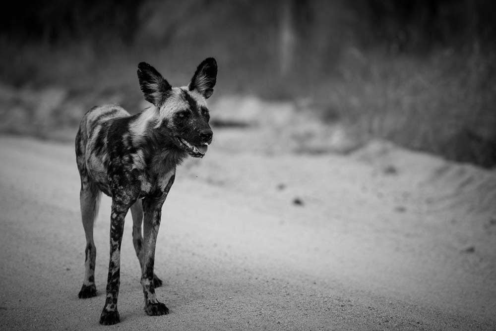Mike Palmer Wild Dogs Mike Palmer Wild Dogs