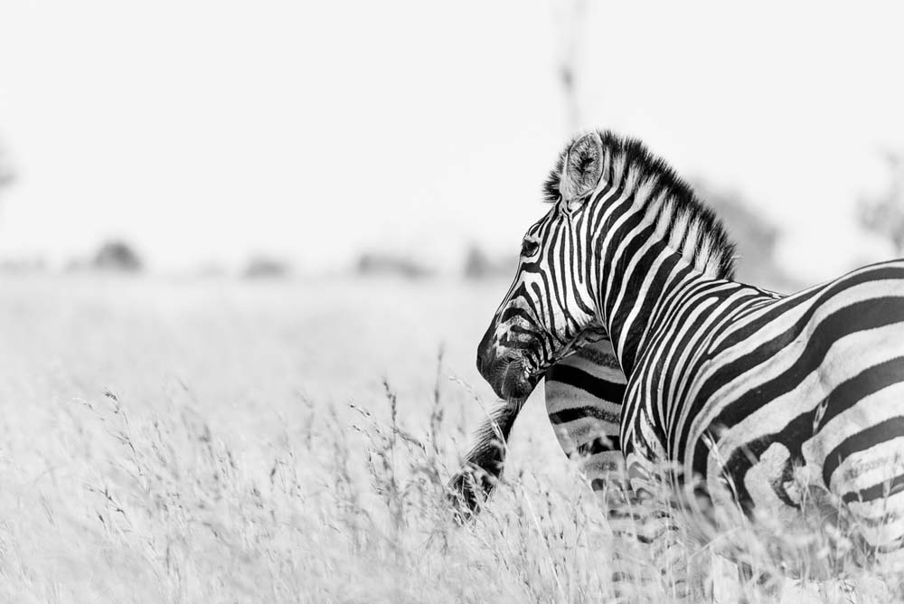 Mike Palmer Zebra High Key Mike Palmer Zebra High Key