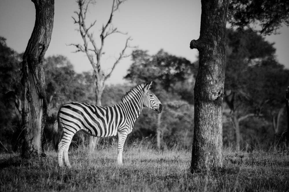 Photo Steve MMZebra2 Photo Steve MMZebra2