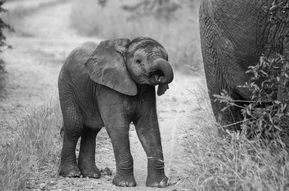 Steve MM Elephant Calf Steve MM Elephant Calf