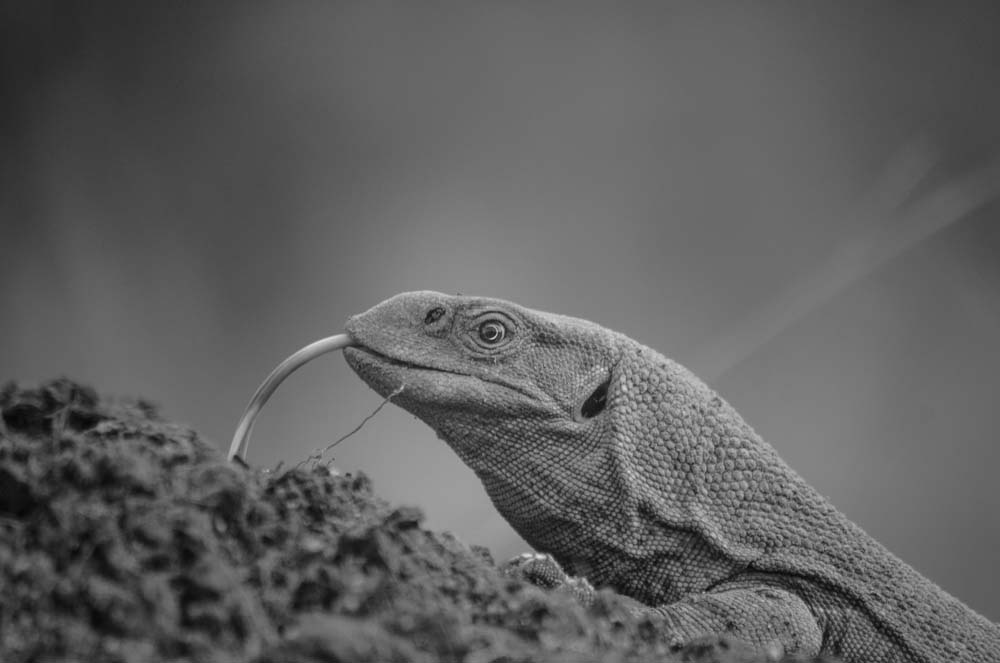Steve MM Rock Monitor Steve MM Rock Monitor