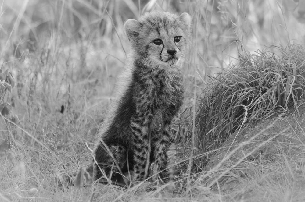 01Photo Steve MM Cheetah Cub 01Photo Steve MM Cheetah Cub