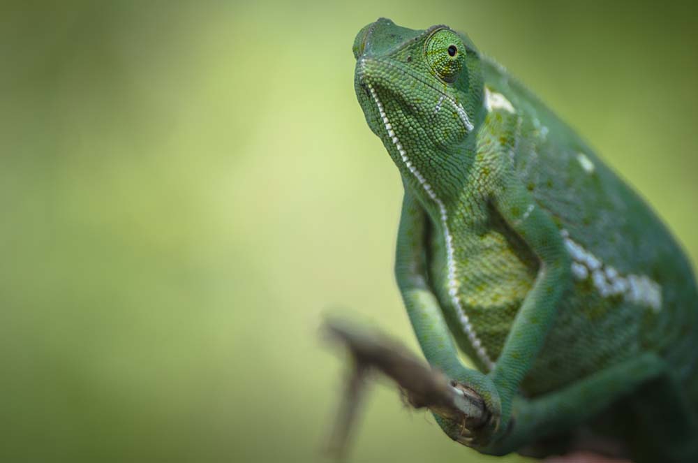 024Mike Laubscher Chameleon 024Mike Laubscher Chameleon