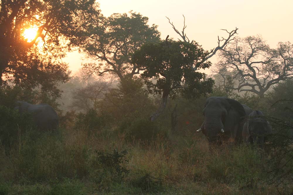 02elephant 02elephant