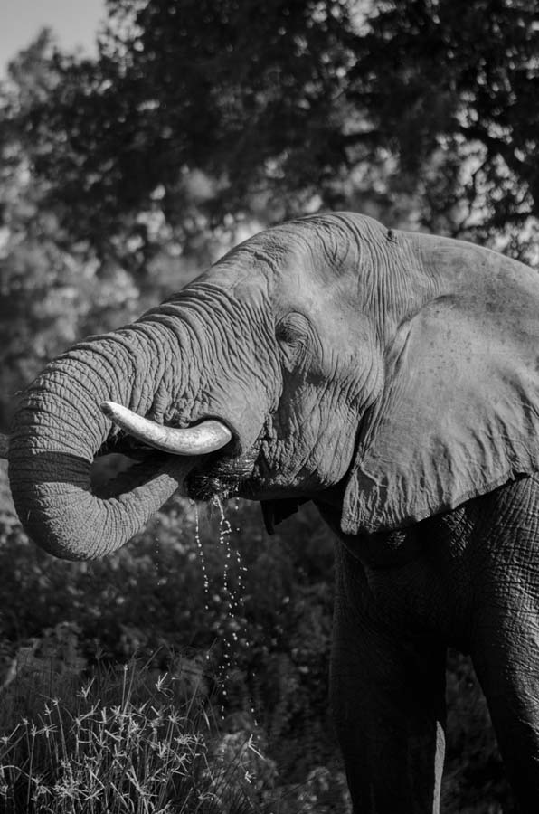 04Photo Steve MM Ele 04Photo Steve MM Ele