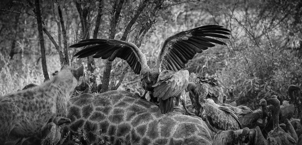 08Mike Palmer Vultures 1 08Mike Palmer Vultures 1
