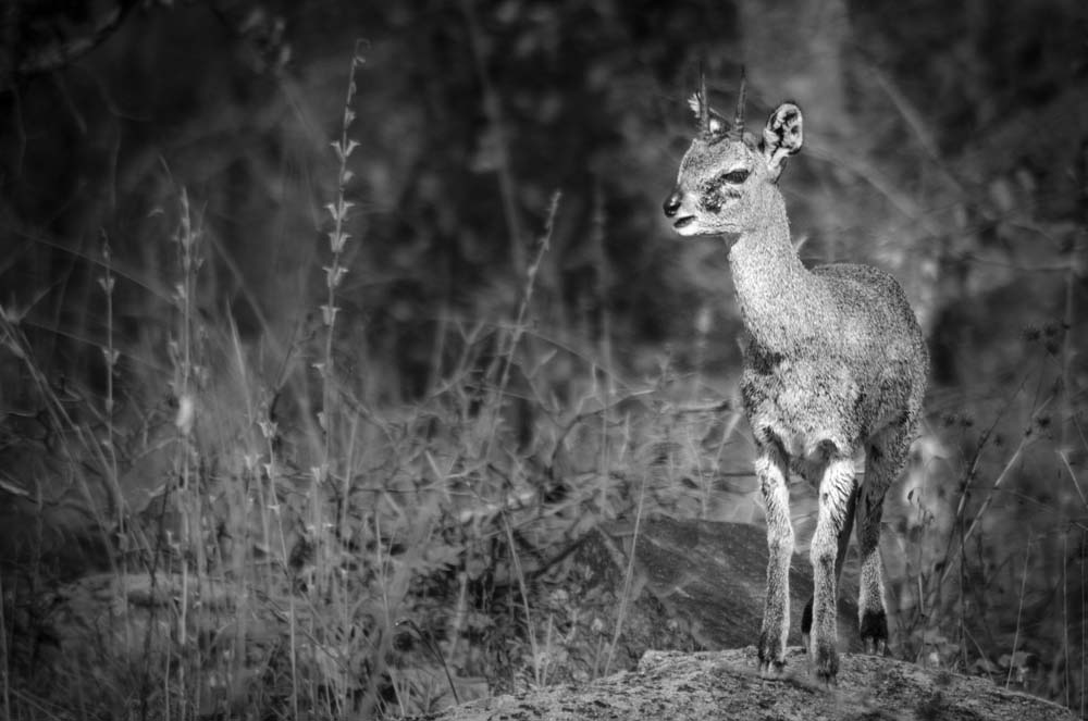 08Steve MM Klipspringer 08Steve MM Klipspringer