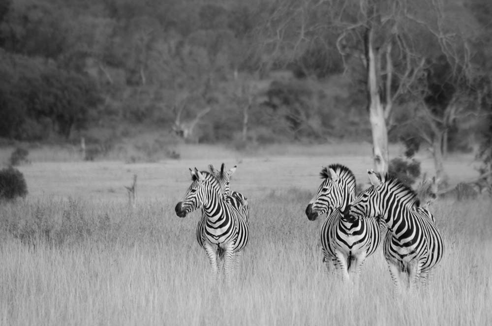 10Steve MM Zebra2 10Steve MM Zebra2